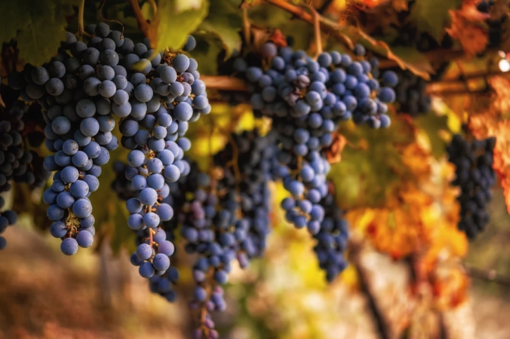 Vùng Tuscany - Một trong những biểu tượng của rượu vang Ý