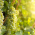 Sauvignon blanc là một giống nho có vỏ màu xanh lá cây có nguồn gốc từ vùng Bordeaux của Pháp.