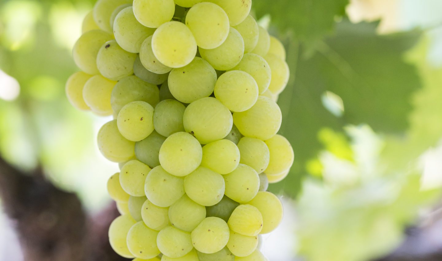 TM WINE VIỆT NAM