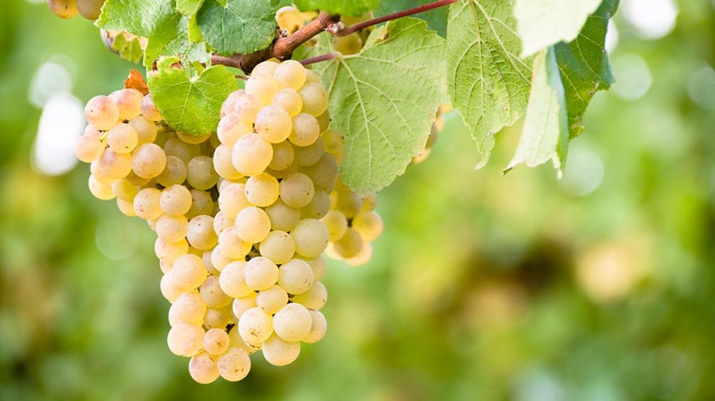 TM WINE VIỆT NAM